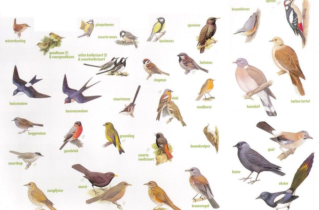 Vogeltelling 2026