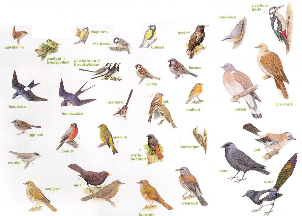 Vogeltelling 2026